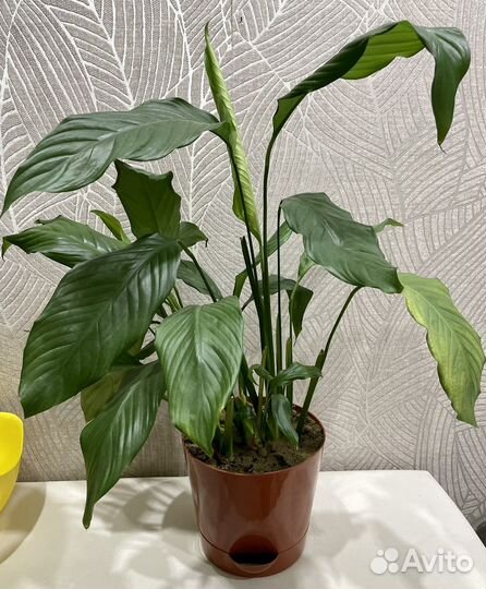 Спатифиллум