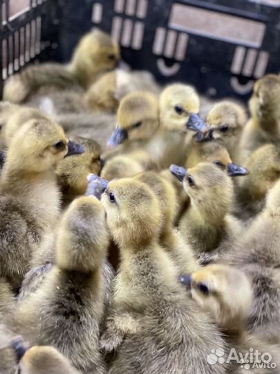 Мулард, Гусь и ст-5 с Доставкой