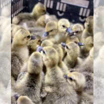 Мулард, Гусь и ст-5 с Доставкой, Керчь