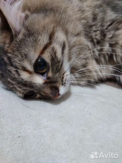 Пушистая крошка в добрые руки