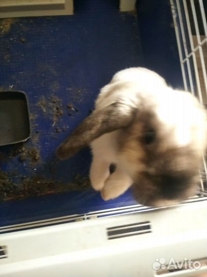 Декоративный кролик