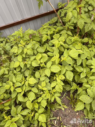 Саженцы желтой малины