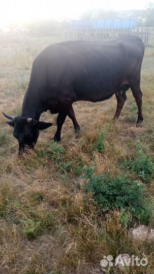 Корова дойная