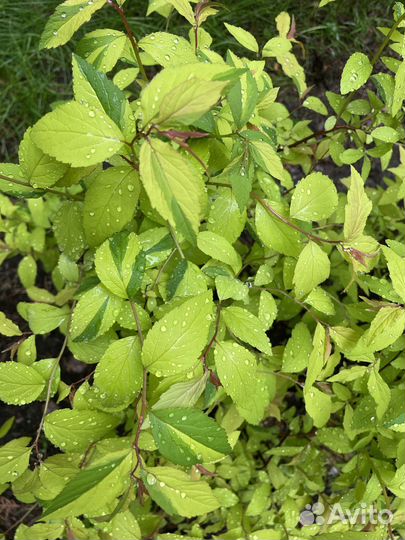 Спирея голдфлейм