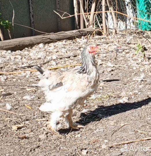 Куры несушки