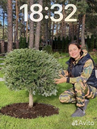 Декоративные растения для сада