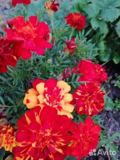 Петуния, флоксы, астильба, бархатцы и другие