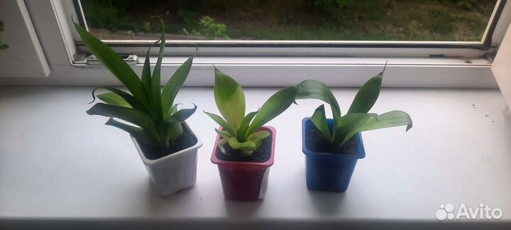 Сансевиерия