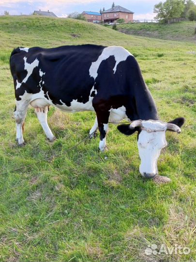 Продам корову