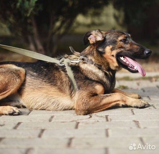 Собака в добрые руки. Ириска