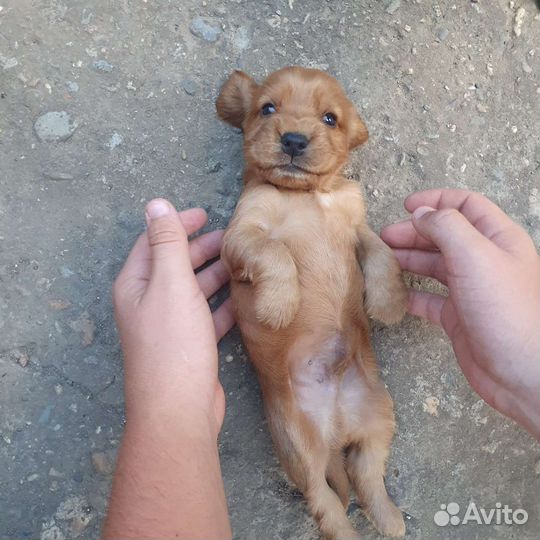 Щенки кокер спаниеля