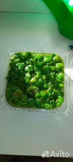 Аквариумные растения