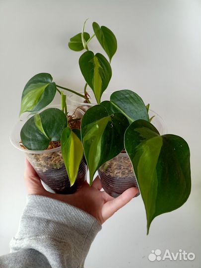 Комнатные растения