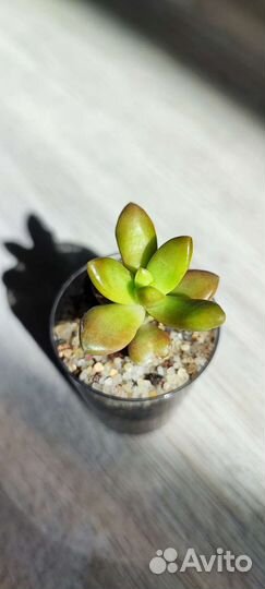 Суккуленты детки 2