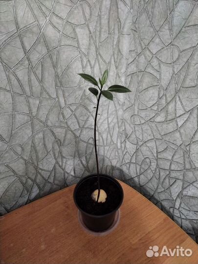 Авокадо саженец