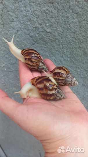 Улитки ахатины