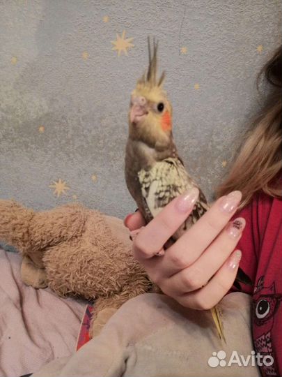 Попугаи Корелла молодые