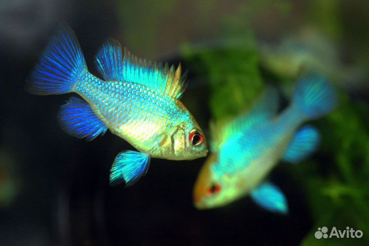 Неоны, апистограмма, барбусы, скалярии, сомики