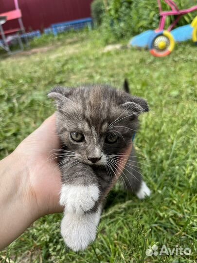 Шотландский кот