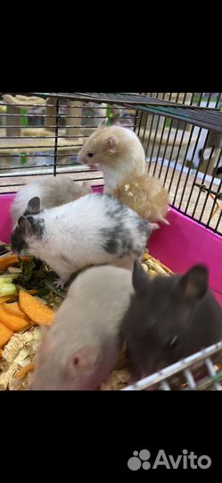 Хомяк сирийский, хомяк джунгарский