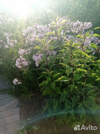 Многолетние дачные цветы