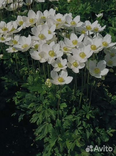 Садовые многолетники