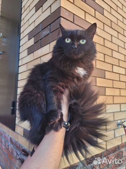 Кошка молодая в добрые руки