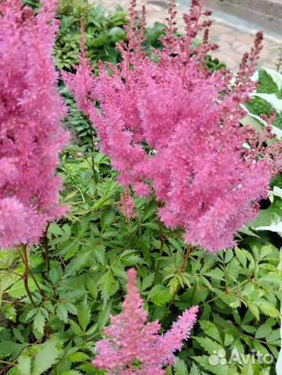 Лилии,астильба,гортензия,сирень,флоксы