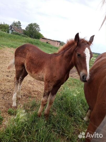 Продам лошадь