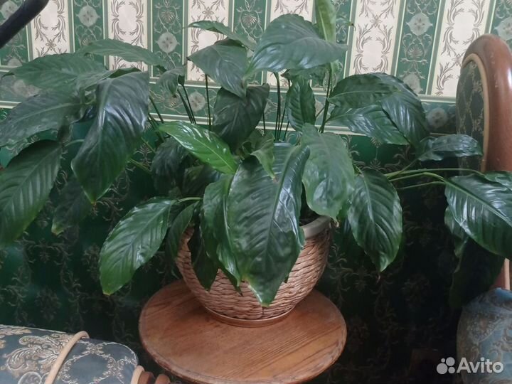 Спатифиллум