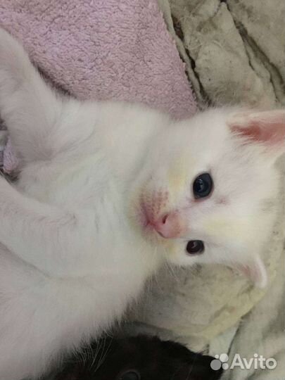 В добрые руки, разный цвет глаз