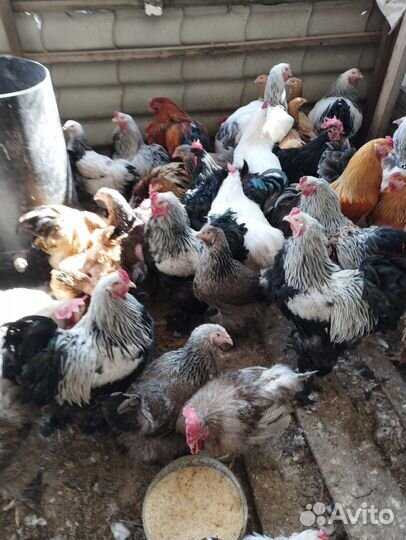 Куры и Петухи Брама, Кохи