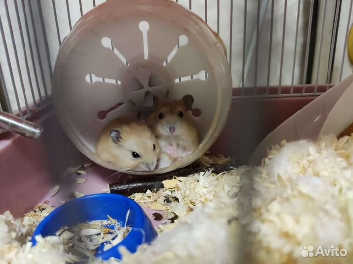 Джунгарский хомяк