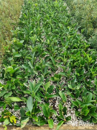 Чернозем,Земля,Навоз Крс,Перегной 1-3г,от 1т