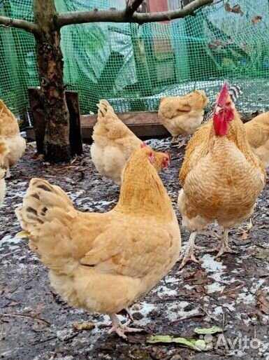 Куры нидерхайнер