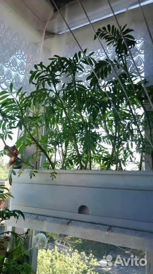 Цветы бархатцы