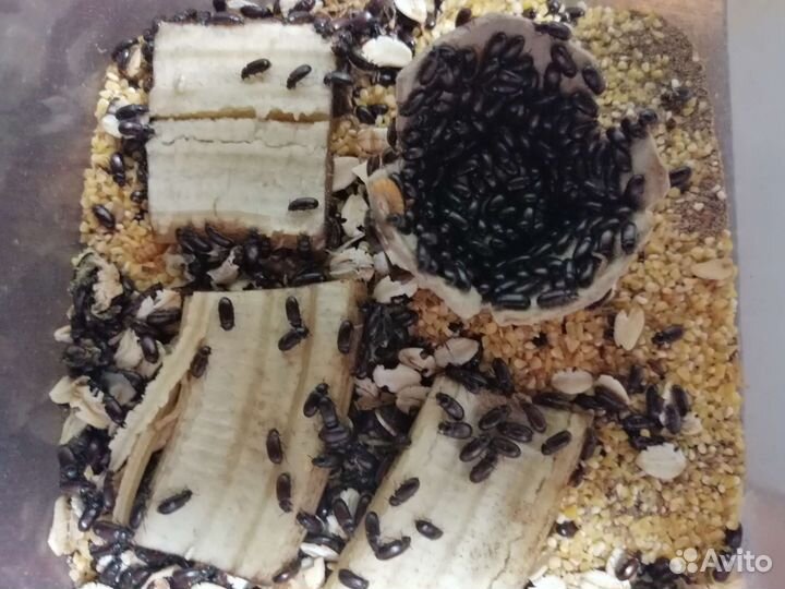 Жук-знахарь, чернотелка с расплодом