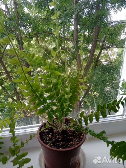 Комнатные цветы