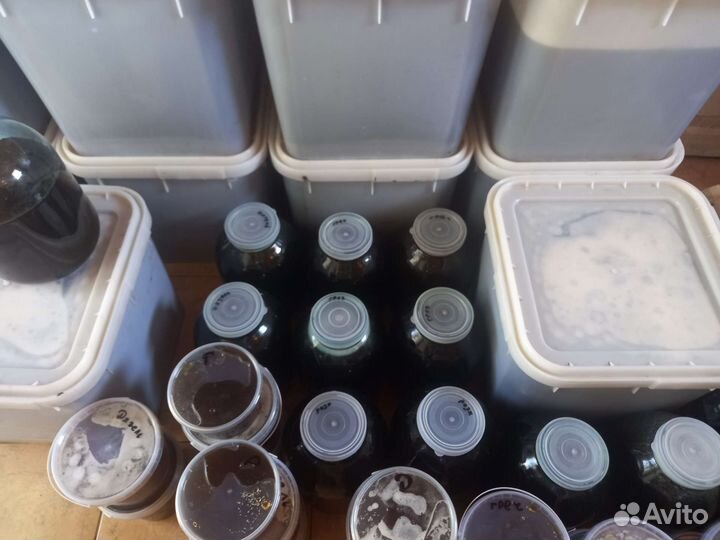 Мед алтайский