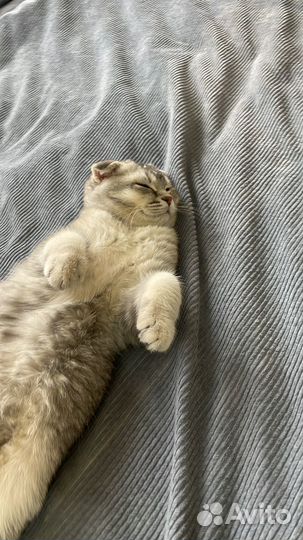 Шотландский кот вязка