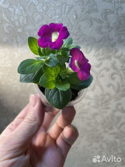 Петуния Blanket rose,violet