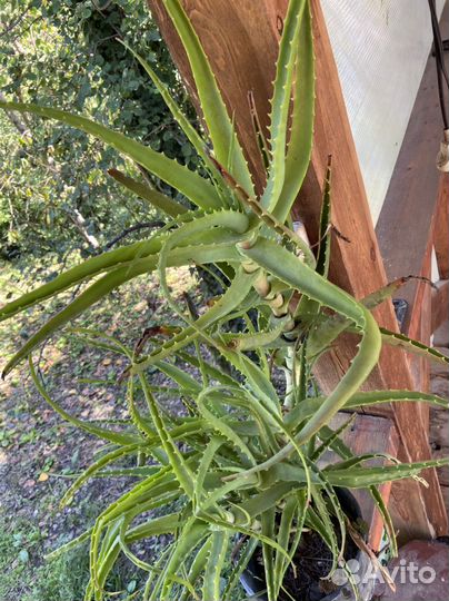 Алоэ древесная