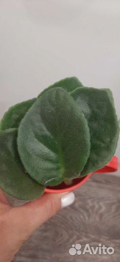 Листики фиалки