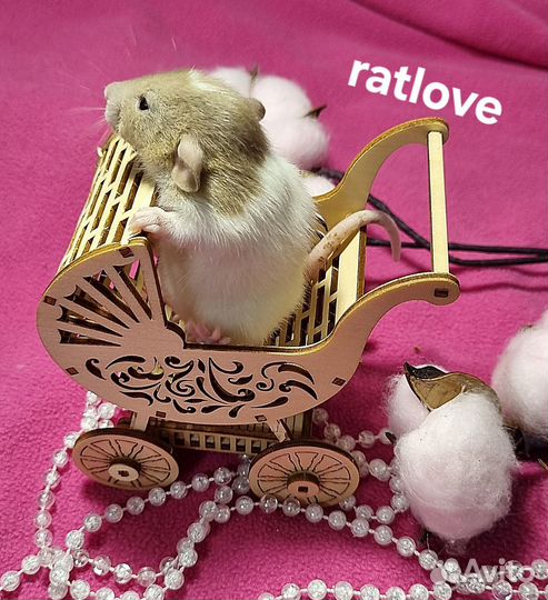 Крысята дамбо девчонки