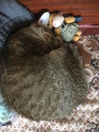 Кошечка подросток метис британца,12 месяцев