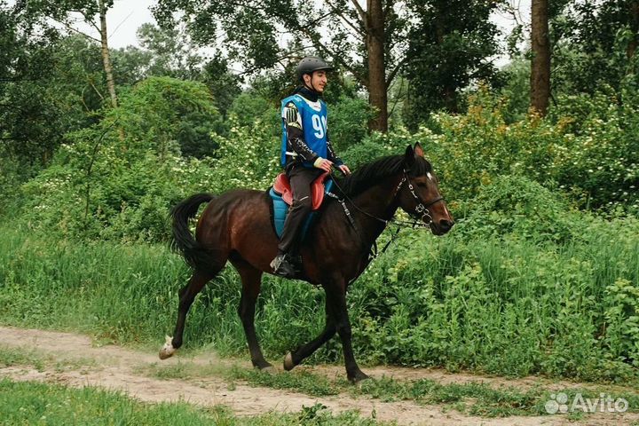 Продажа лошадей