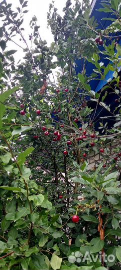 Саженцы малины, вишни,смородины,крыжовника