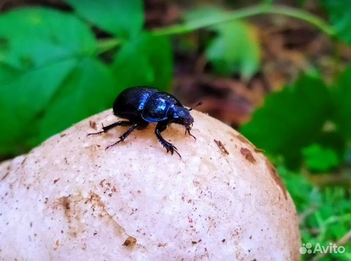 Дары/П гриб чертово яйцо 