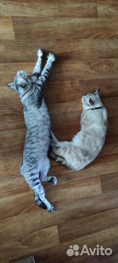 Отдам котят в добрые руки