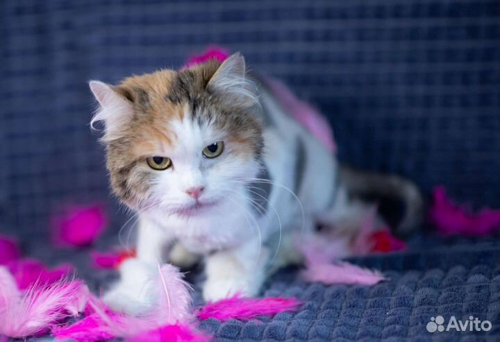 Трёх цветная кошка